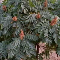 فروش نهال سماق وگردو ضمانتی  سردشت