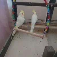 ی جفت عروس هلندی مولد کار داده 6تخم