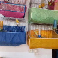 قناری ماده|پرنده|رودسر, |دیوار