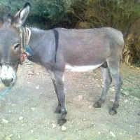 نر خر خوب