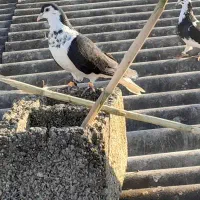 تعدادی کبوتر|پرنده|گنبد کاووس, |دیوار