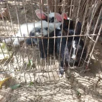 خرگوش کوچولوها ی بامزه