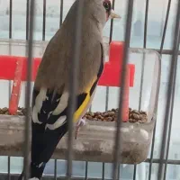 سهره نر بخون مست مست