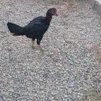 مرغ لاری شامو اوشامو افغان