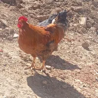 خروس جوان و زیبا