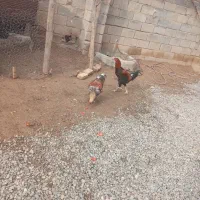 خروس لاری|حیوانات مزرعه|دینور, |دیوار