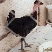 جوجه