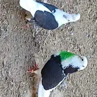 کفتر پرشی|پرنده|گلپایگان, |دیوار