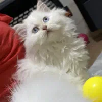 گربه|گربه|مشهد, وکیل‌آباد|دیوار