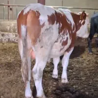 تعداد ۱۱ راس گوساله دورگ چاق