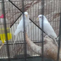 مرع عشق هلندی|پرنده|حمیدیه, |دیوار