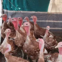 بوقلمون نر
