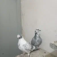 کبوتر آلمانی