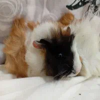 خوکچه هندی فشن|موش و خرگوش|شهرکرد, |دیوار