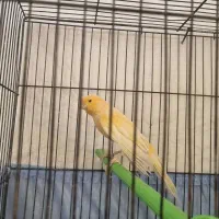 قناری رد فکتور درشت