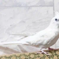 عروس هلندی آلبینو