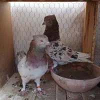 کبوتر
