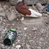 کفتر درجایی