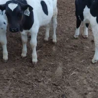 گوساله قطع شیر