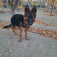 توله ژرمن ۵ ماهه درایو بالا