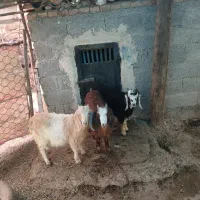 پارس آباد مغان