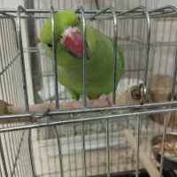 ملنگو ماده