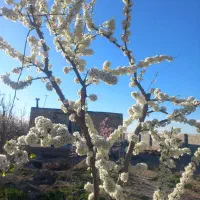 باغ-حاشیه-جاده-بهشت-زینب