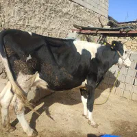 یک‌عدد‌گاو‌سیمینتال‌اصل