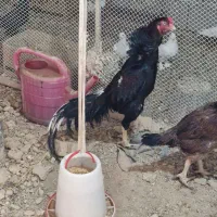 خروس لاری اوشامو