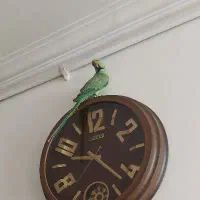 معاوضه طوطی با قناری