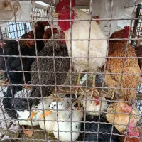 انواع مرغ و خروس محلی