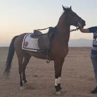 اسب عرب|اسب و تجهیزات اسب‌سواری|سبزوار, کهنه آب|دیوار