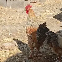 خروس چاق وسرحال|حیوانات مزرعه|تربت‌حیدریه, بازار|دیوار