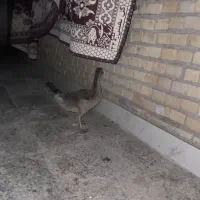 جوجه غاز