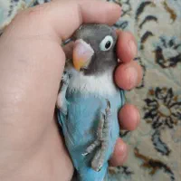 جوجه کوتوله آبی