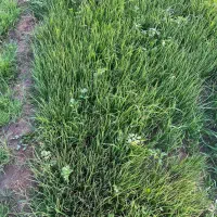 نهال پیاز مینروا دستگیری|گل و گیاه طبیعی|جیرفت, |دیوار