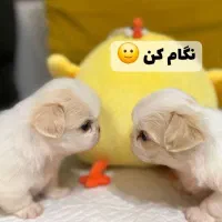 توله های شیتزو سوپر فلت / مینیاتوری /baby face