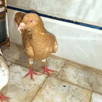 کبوتر زرد