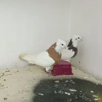 کبوتر|پرنده|تبریز, |دیوار