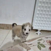 سگ اپارتمانی نژاد پودل کراس باهوش و بانمک