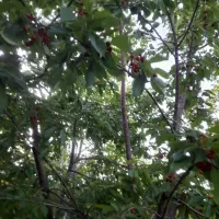 فروش باغچه بادام و میوه با فنس   اطراف پل زمانخان