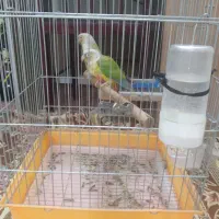 یک جفت گرینچیک مولد