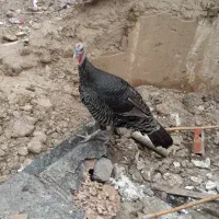 بوقلمون فروشی جفتی نر و ماده بالغ یک ساله