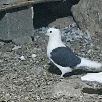 کبوتر دوکت|پرنده|سیسخت, |دیوار