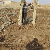 فروش انواع نهال‌های پیوندی و اصلاح شده|حراج|ساری, |دیوار