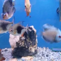 ماهی دالر بلک بری