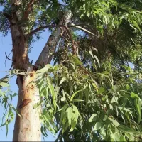 خرید چوب درخت بید و اکالیپتوس و مورد