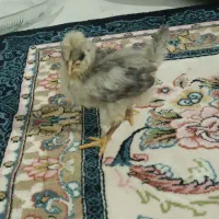 جوجه گلین لر|حیوانات مزرعه|مشهد, انقلاب|دیوار