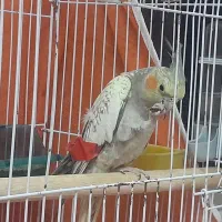 عروس هلندی فوق دستی مرواریدی