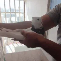 طوق الماسی نر|پرنده|کرمانشاه, |دیوار